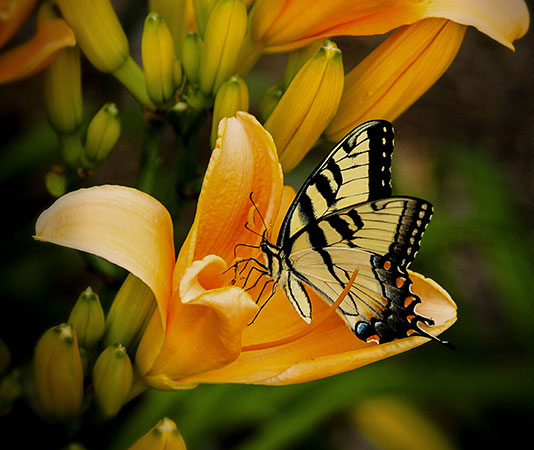 ¿Qué es el derecho?